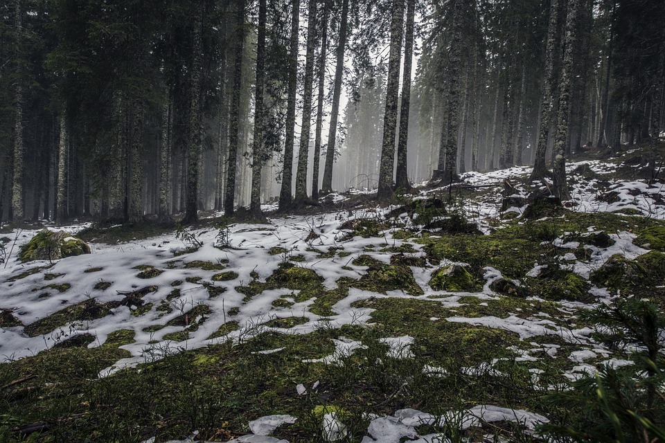 forest, winter, cold