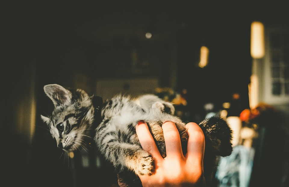 hand, house, kitten