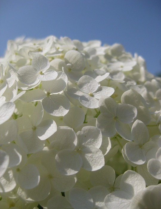 hydrangea, blossoms, white
