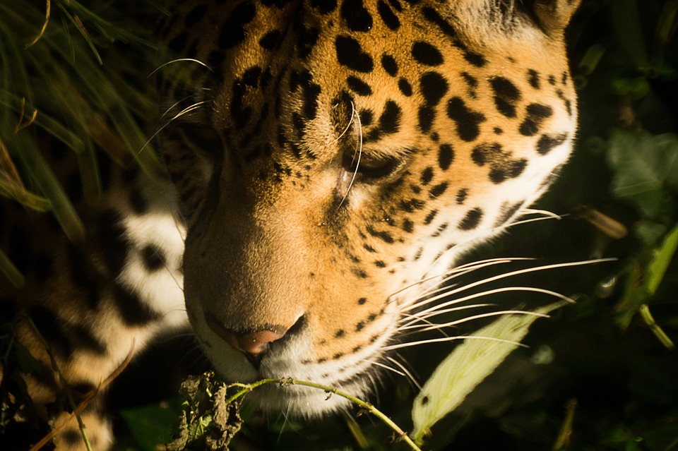 jaguar, cat, feline