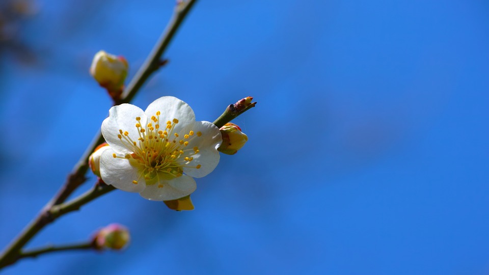 plum, baekmae, spring flowers