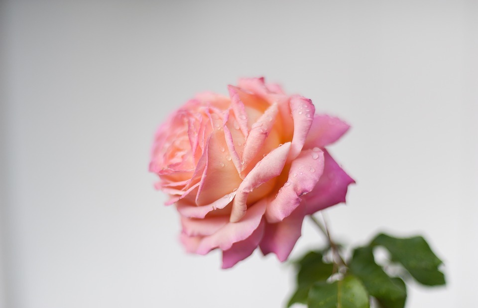 flower, nature, pink rose
