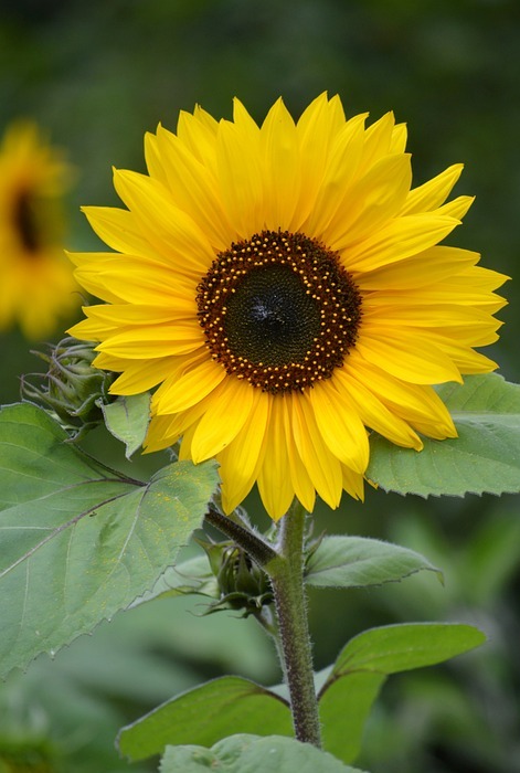 sunflower, composites, blossom