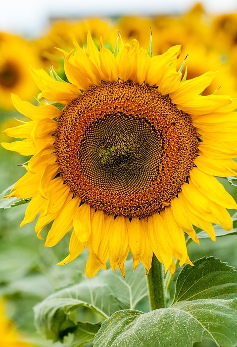 sunflower, yellow, flower