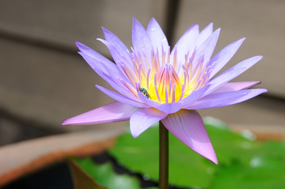 lotus, small insects, flower