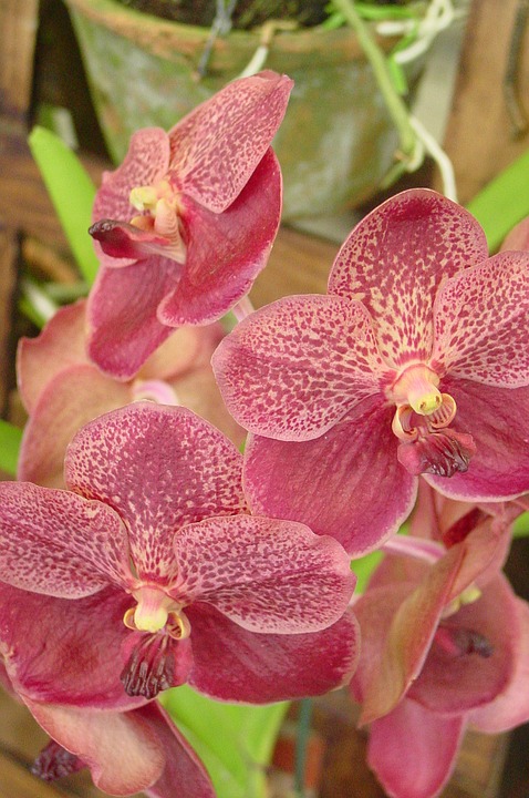 orchid, flowers, exotic plant