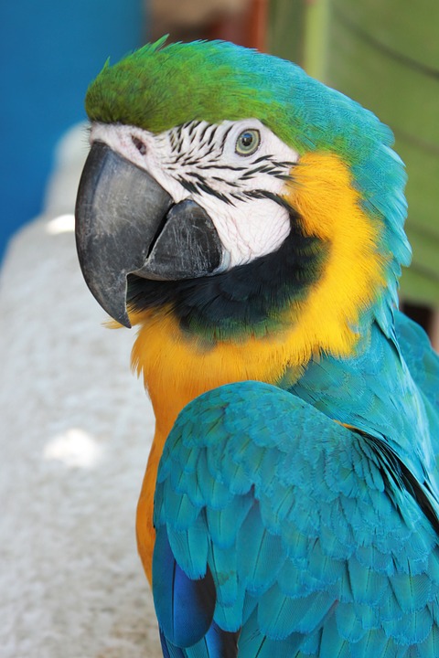 macaw, parrot, bird