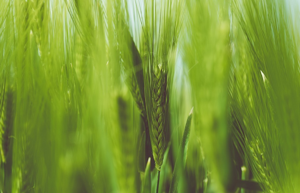 close-up, grain, grass