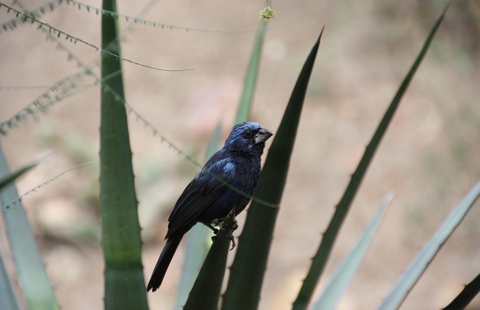 bird, exotic bird, nature