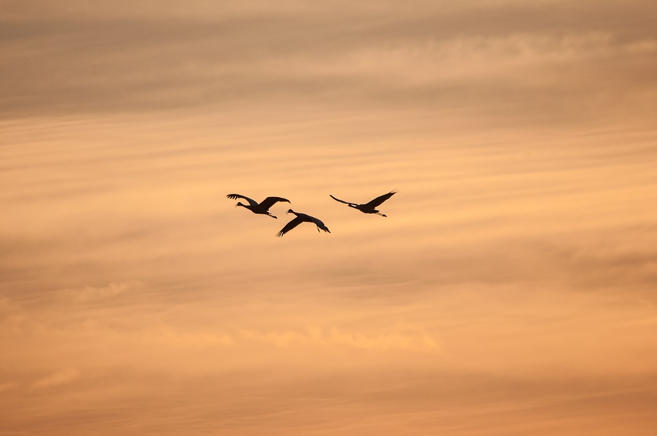 silhouette, crane, flying birds