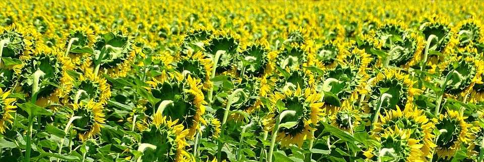 sunflowers, turned away, field