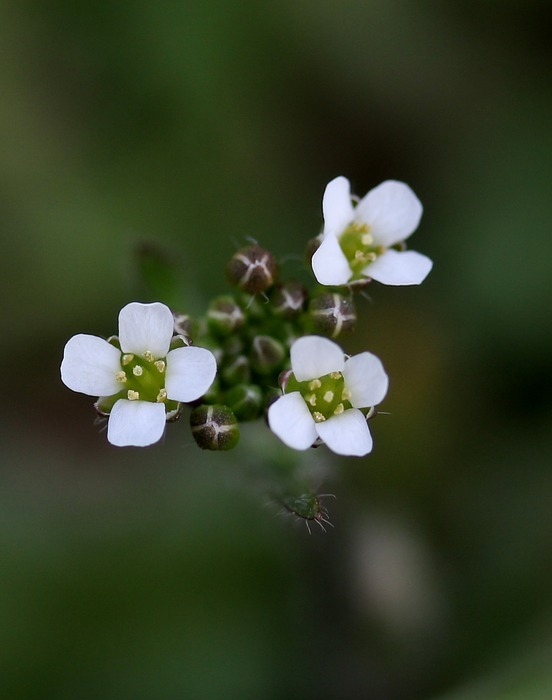flower, white, small