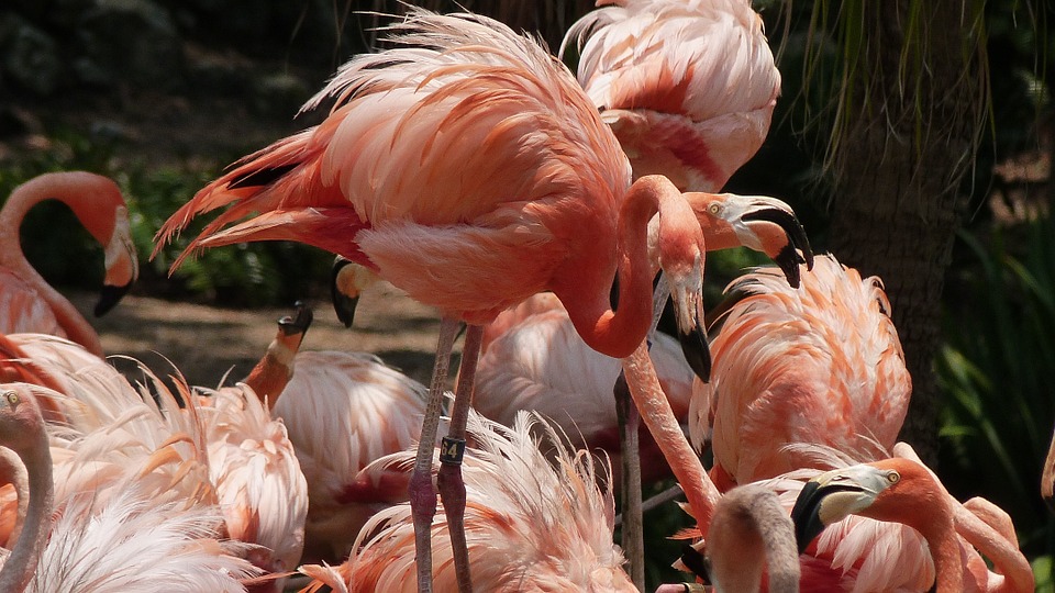 flamingo, bird, pink