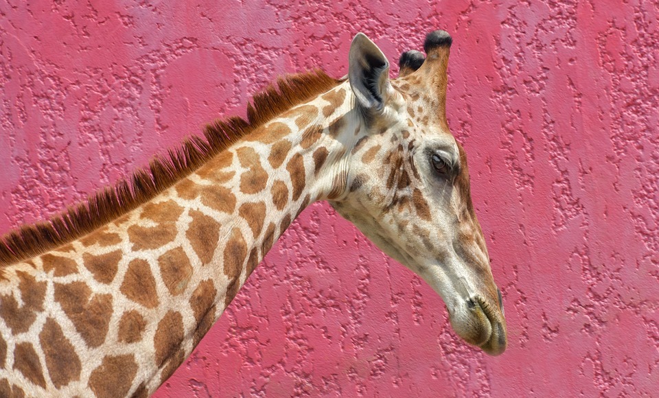 giraffe, long neck, pink