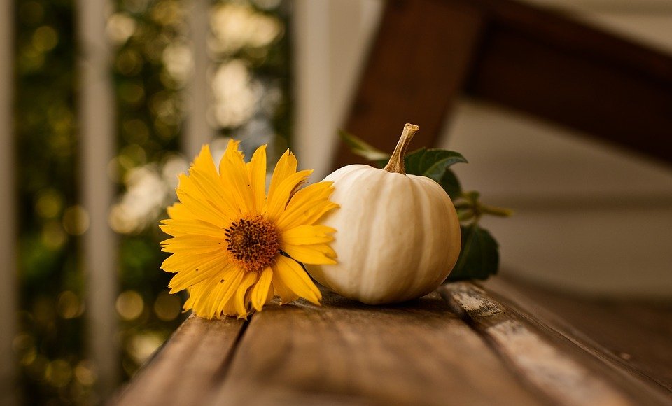thanksgiving, pumpkin, fall
