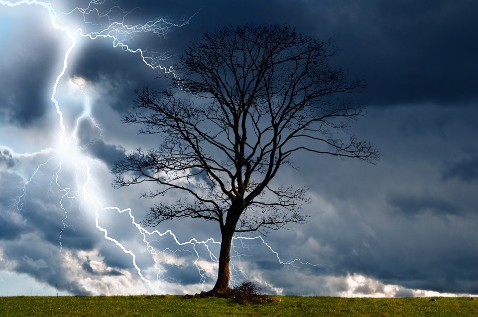 tree, storm, sky