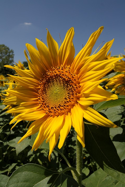 sunflower, nature, flowers