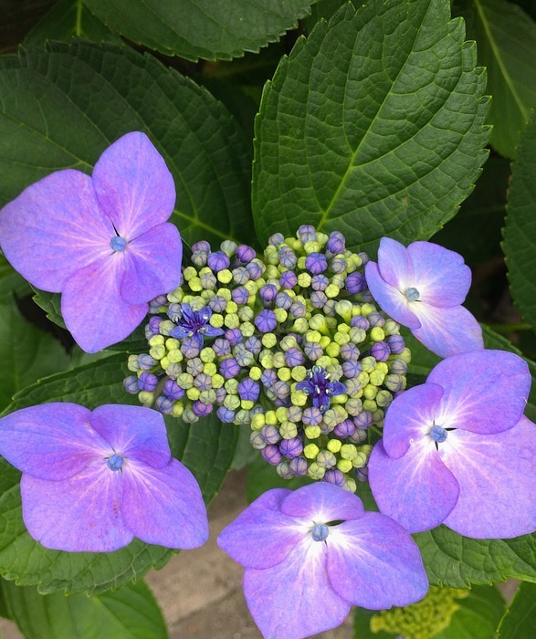 hydrangea, flowers, purple