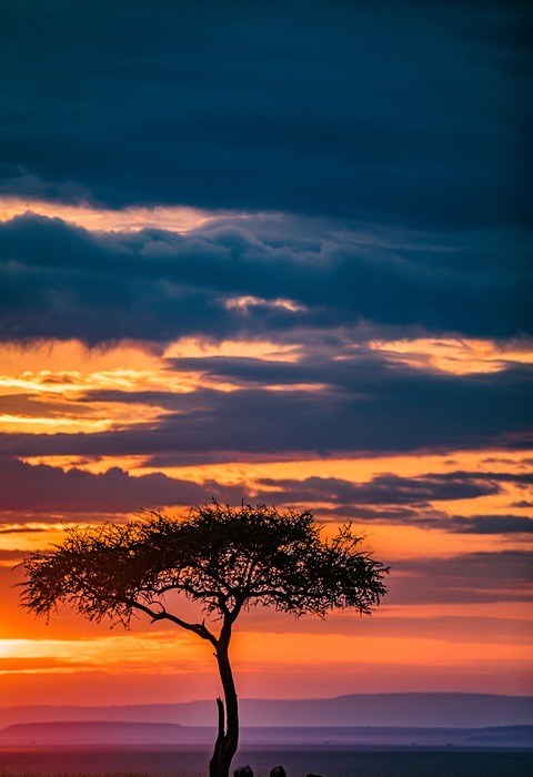 safari, nature, sunset