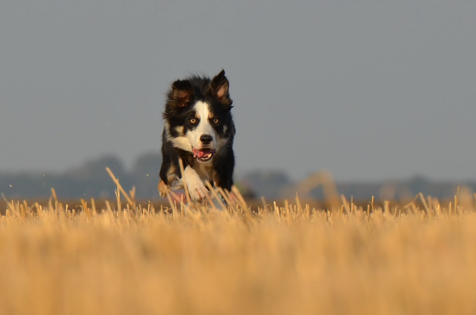 border collie, running dog, field