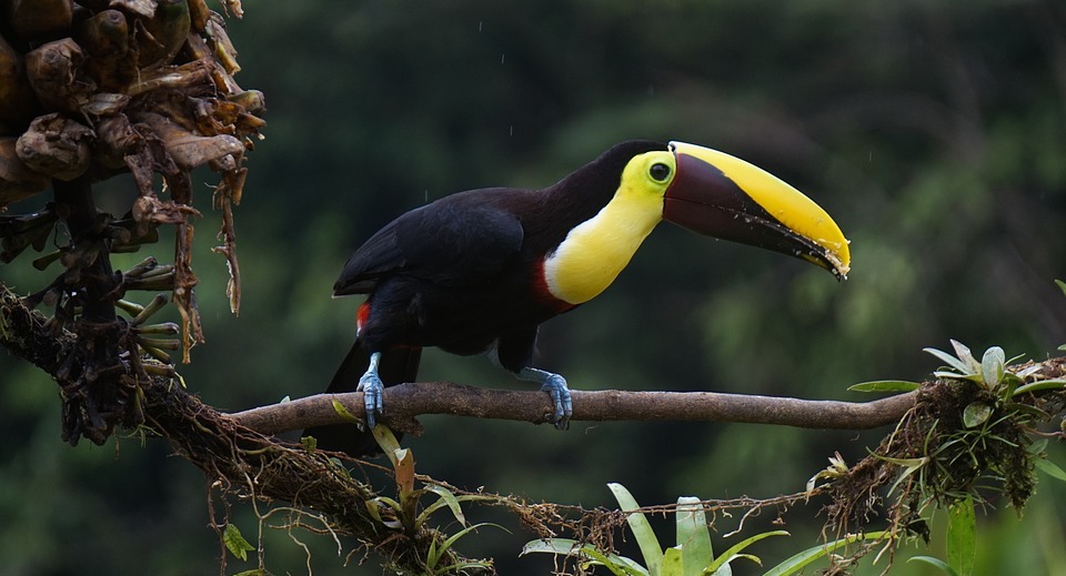 toucan, chestnut, bird