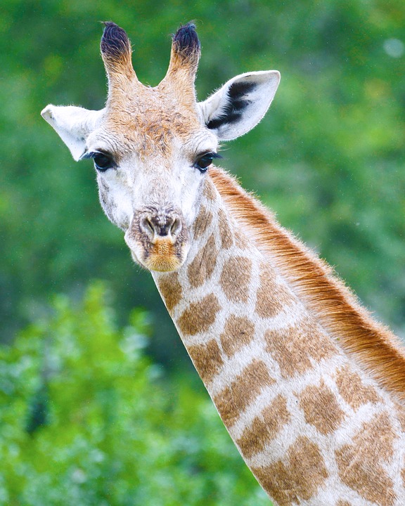 giraffe, south africa, safari