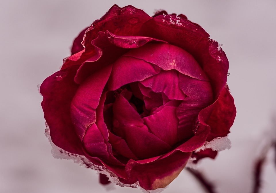 red, flower background, petal