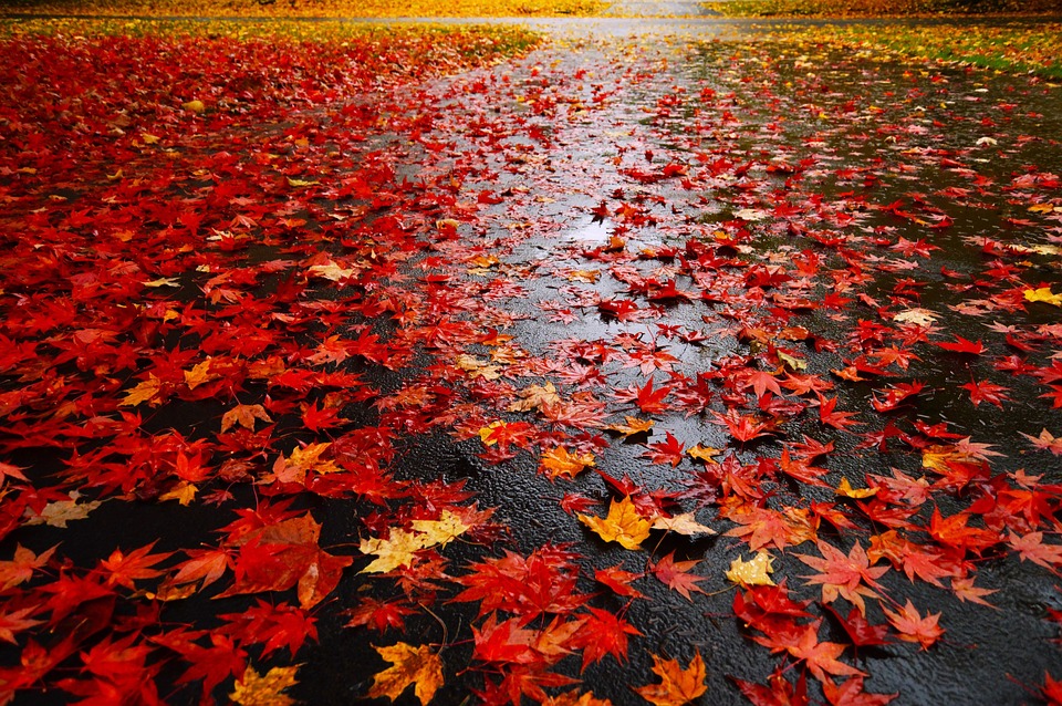 maple leaf, leaves, red