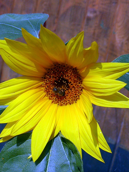 sunflower, summer, flower