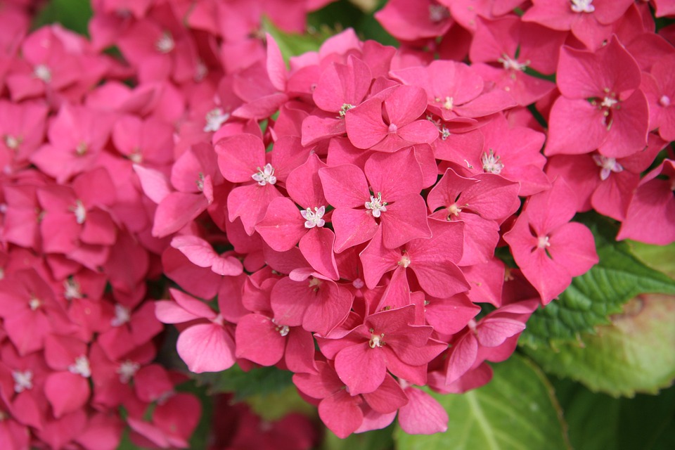 hydrangea, pink, flower