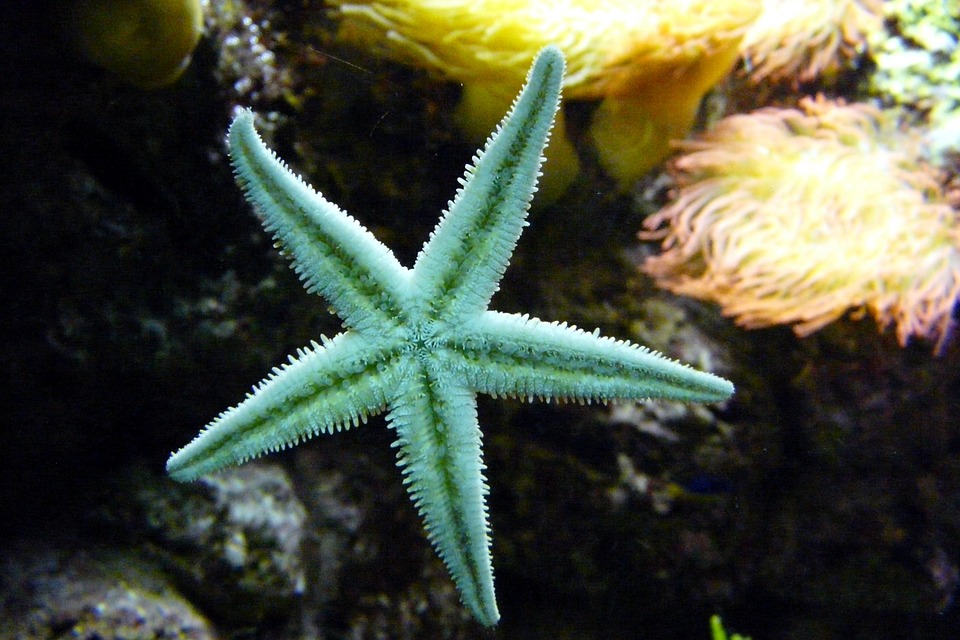 starfish, sea animal, aquarium