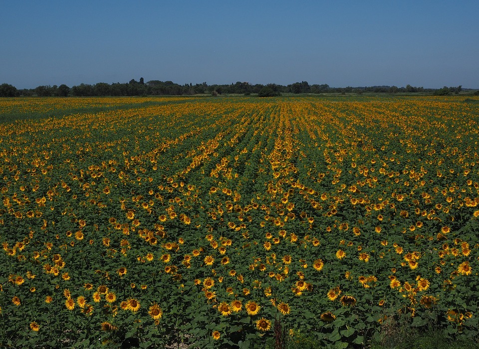 sunflower, sunflower field, helianthus annuus