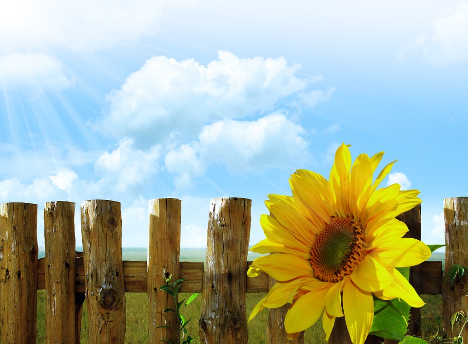 sunflowers, summer, background