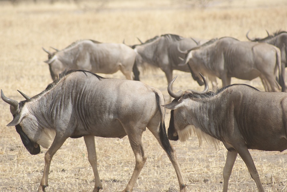 wildebeest, africa, wildlife