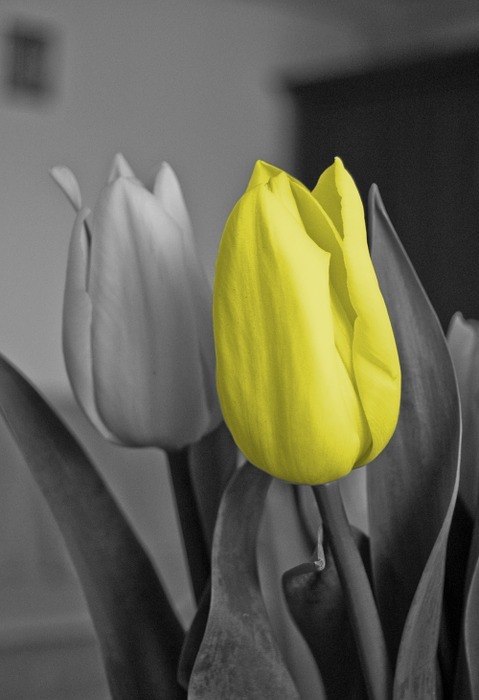tulip, yellow, flower