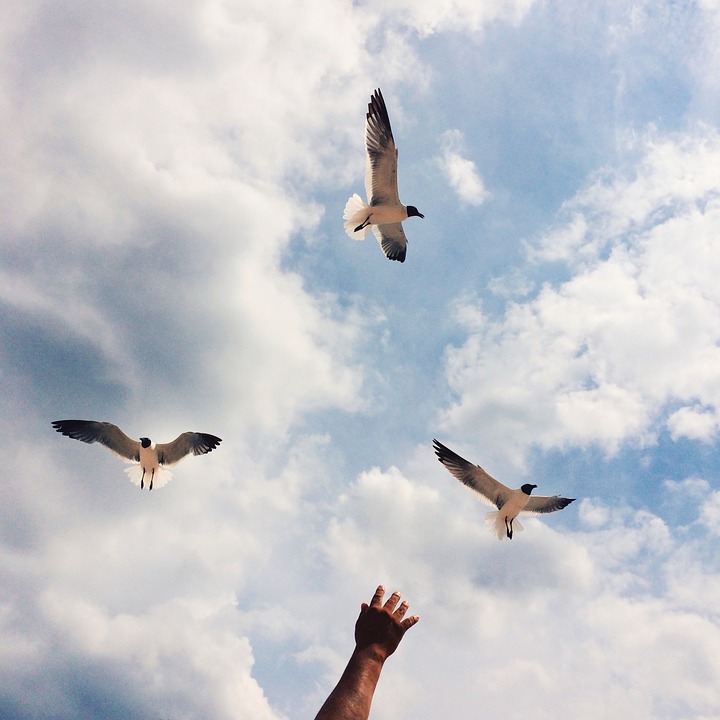 seagulls, sky, bird