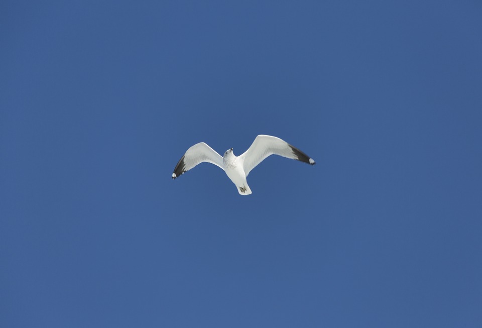 flying, sea gull, nature