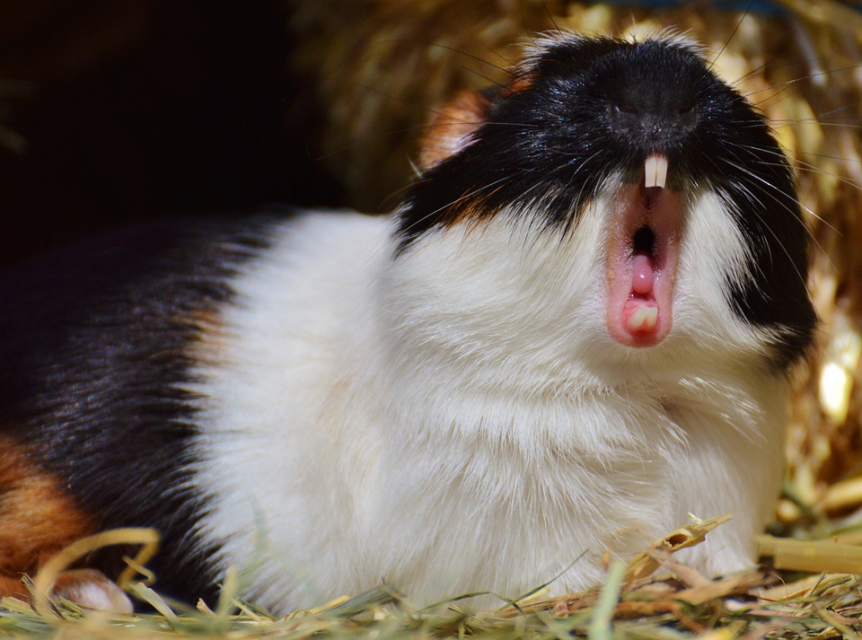 guinea pig, wildpark poing, yawn