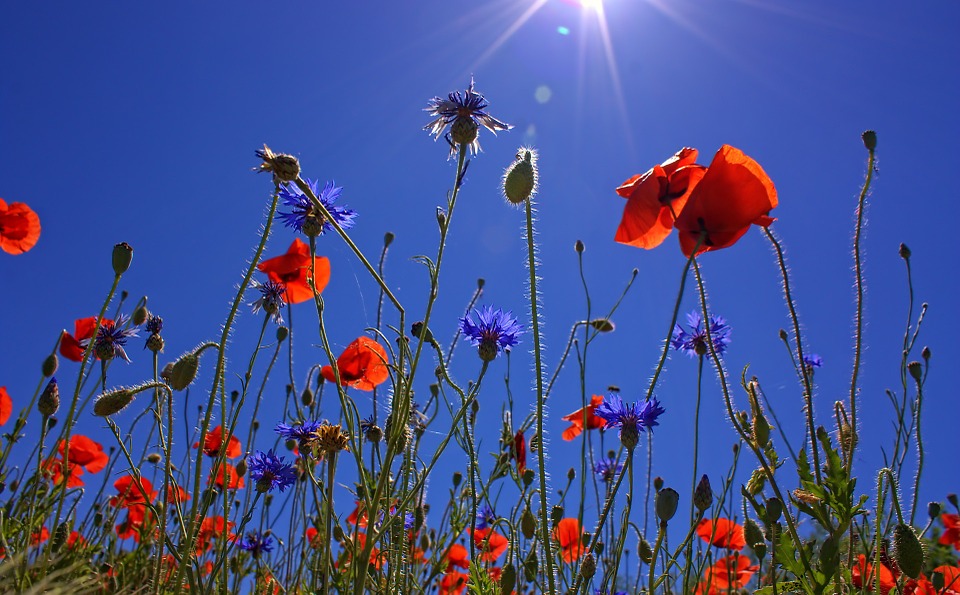 field of poppies, sun, spring