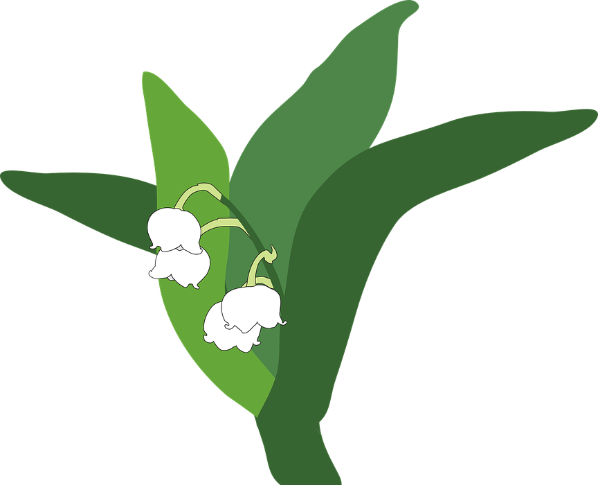 lily of the valley, plant, flower