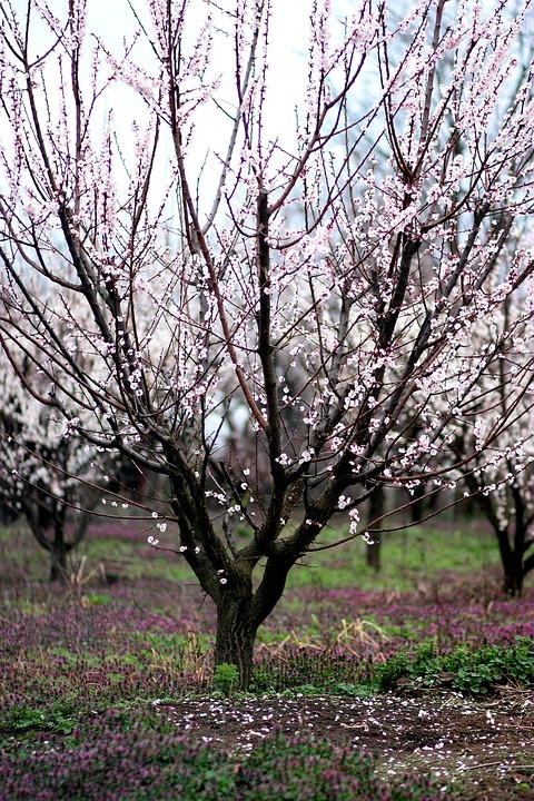 tree, flowers, spring