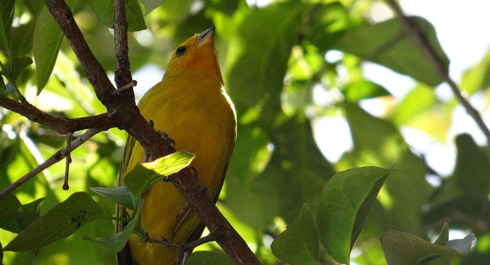 canary, bird, tropical birds