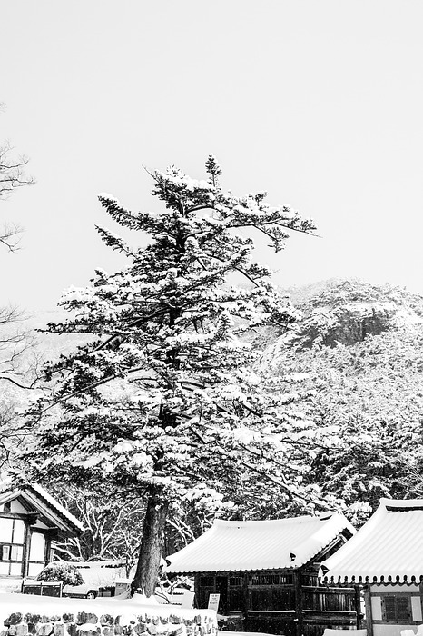 temple, snow, trees