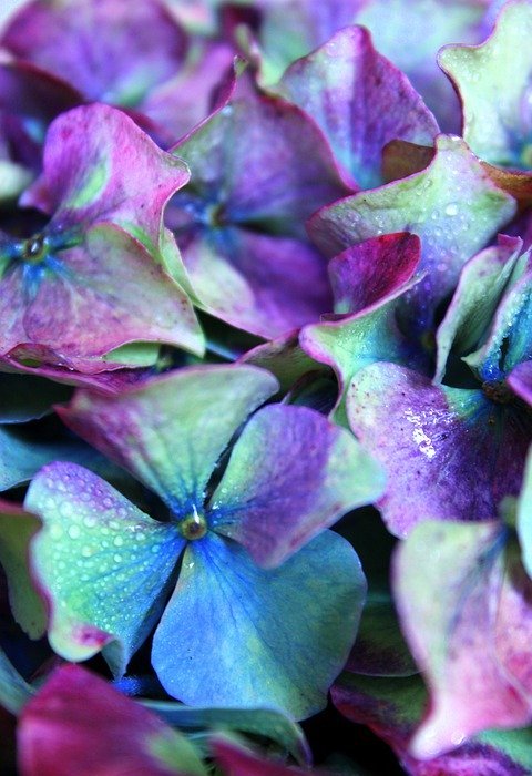 hydrangea, purple, colorful