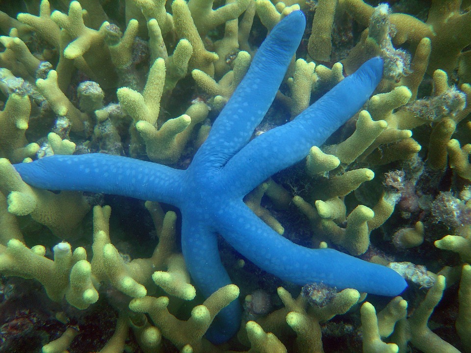 starfish, reef, underwater