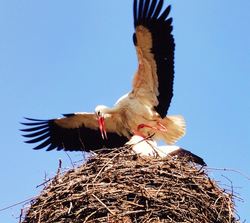 stork, nest, bird