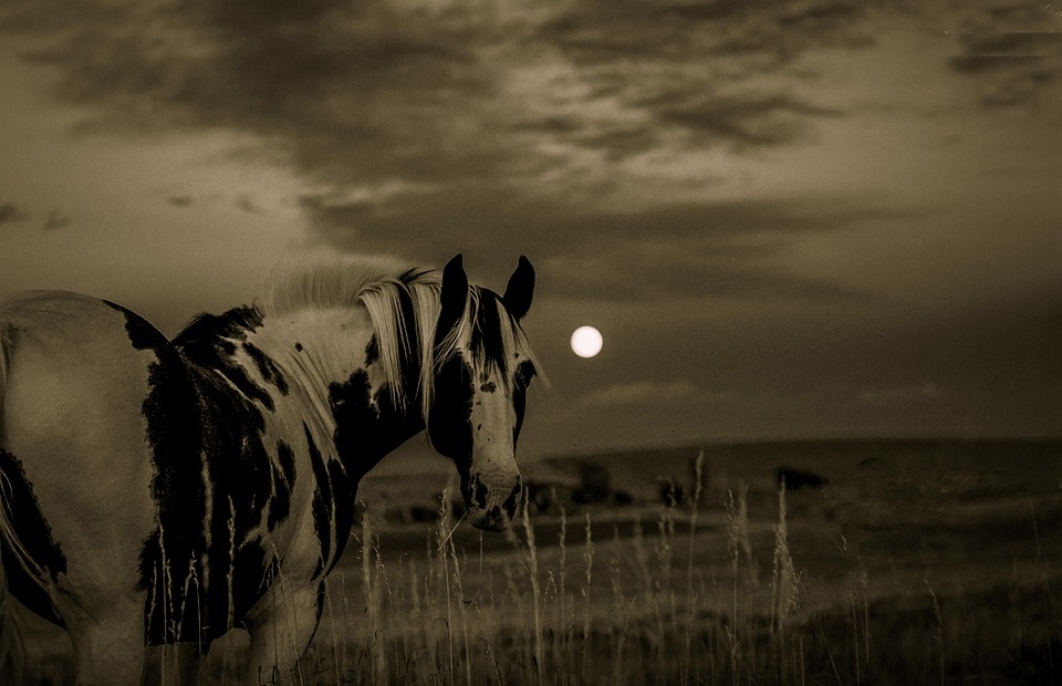 horse, moon, landscape