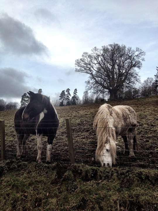 horses, field, nature