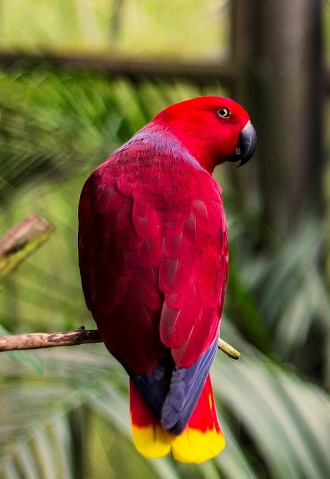 bird, beautiful, red