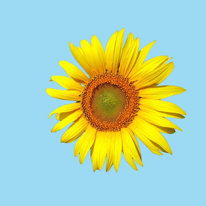 sunflower, flower, bright